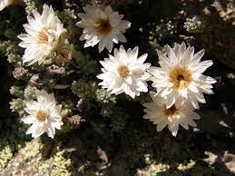 Danke fürs feedback,ich find auch ein bißchen nostalgie muß ins beet. Das Korsische Edelweiss Helichrysum Frigidum Eine Hikr Org