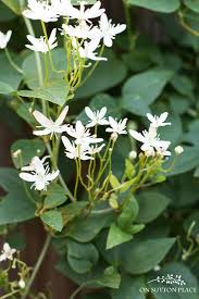 A rogue sweet autumn and the jackmanii. Sweet Autumn Clematis A Fall Blooming Beauty On Sutton Place