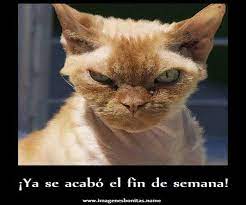 Frases Chistosas Del Fin De Semana Google Search Animals Funny Quotes Cats