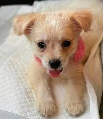 Here's my pomchi.....Mr. Bo Jangles.