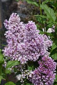 Image result for Syringa prestoniae