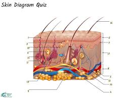 Skin Diagram Quiz Science Quizizz