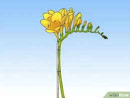 How To Care For A Potted Freesia After Blooming 7 Steps
