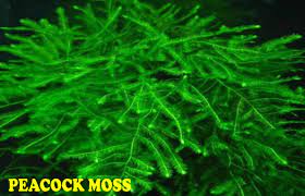 Jenis pertama adalah peacock moss. Sukaaquascape Jenis Moss Untuk Aquascape Tanpa Co2