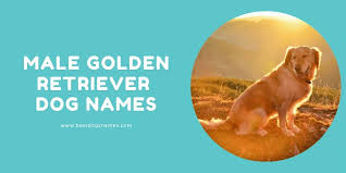 500 Most Popular Golden Retriever Names List In 2021