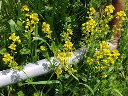 This yellow flower was growing in my yard in st petersburg, florida. Help Identifying This Yellow Wildflower In Northeast Us Gardening Landscaping Stack Exchange