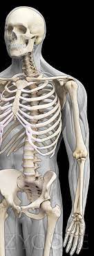 The complete skeletal system and a few other contents are always freely accessible enabling you to try the app properly. Zygote 3d Male Skeleton Model Human Skeleton 3d Model