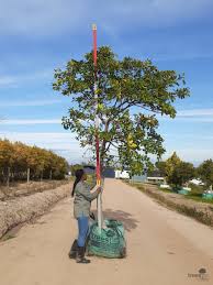 Image result for Ficus natalensis