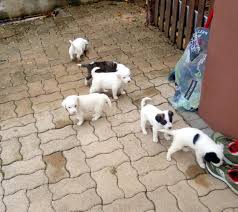 Sia che siano cani di grossa taglia o cani piccola taglia, l'adattabilità di un cane ad un piccolo spazio vitale come un appartamento dipende principalmente dal livello di vivacità del cane stesso e dalla routine di esercizio. Regaliamo Splendidi Cuccioli Sia Maschi Che Femmine Taglia Medio Piccola