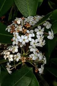 Image result for Acokanthera laevigata