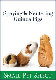 Pin On Guinea Pigs