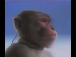 Monkey Listening To Music Meme Youtube