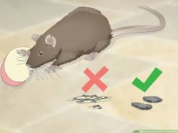 But the annotation @cucumber.options isn't available at all. How To Choose Treats For A Pet Mouse 9 Steps With Pictures