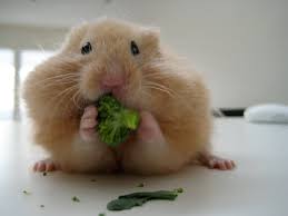 Les Differents Types D Aliments Pour Les Hamsters