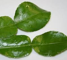 Image result for Rutaceae