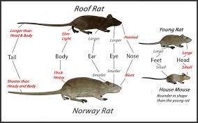 Roof Rats Get Rid Of Roof Rats Roof Rats Large Rodents