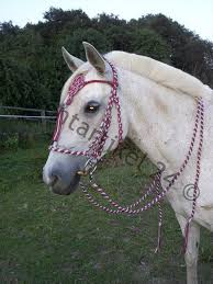 shop nicht gefunden supr mecate