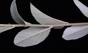 Image result for Grewia inaequilatera