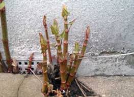 Japanese knotweed is one of the world's most invasive plants. How To Kill Japanese Knotweed Phlorum
