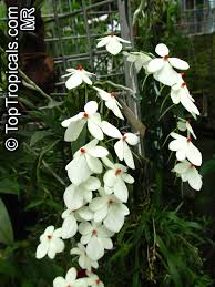 Image result for Aerangis stelligera