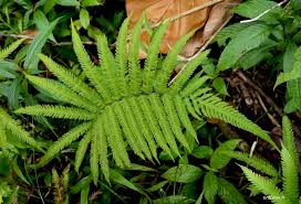 Image result for Amblovenatum