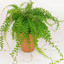 Image result for Adiantum comorense