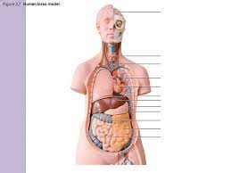 Provides a section feature of enlarged heart and blood circulation diagram. Organ Systems Overview Ppt Video Online Download