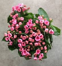Image result for Bouvardia longiflora