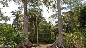 Image result for Ceiba