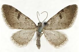 Image result for Eupithecia conterminata