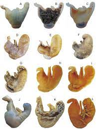 When image size matters, you often have to compromise with quality. Gross Stomach Morphology In Akodontine Rodents Cricetidae Sigmodontinae Akodontini A Reappraisal Of Its Significance In A Phylogenetic Context