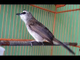 Burung trucukan adalah salah satu burung yang diminati masyarakat di indonesia, berikut rekomendasi makanan burung trucukan agar gacor! Download Suara Burung Trucukan Ngeropel Dan Ngebren Mp3 Untuk Masteran Portal Informasi Kicau Mania Indonesia Terpercaya