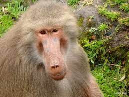 Babboon Melbourne Zoo Baboon Animals