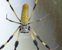 Their bodies are flat, and they are known for creating the largest webs of all types of spiders in the united states. The Banana Spider S Golden Silk Is Actually A Natural Marvel