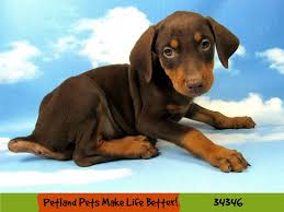 For red doberman, the darker colours are usually the best and have the least skin issue. Doberman Pinscher Dog Female Red Rust 2565841 Petland Rockford