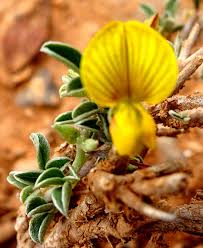 Image result for Crotalaria parvula