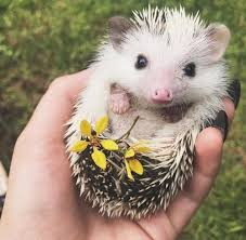 Uploaded By Ayesha Tariq Find Images And Videos About Love Cute And Animals On We Heart It The App To Cute Little Animals Cute Baby Animals Cute Animals