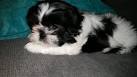 28 Best Black And White Shih Tzu Dog Pictures