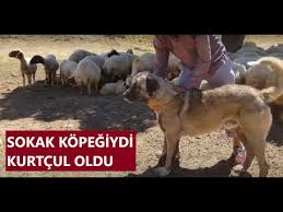 Kucuk Cobanin Sokak Kopegi Kurt Kovalayinca Taliplisi Cogaldi Kangal Kopek Youtube