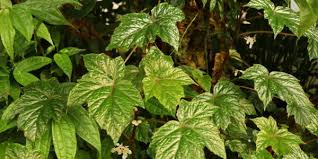 Image result for Begonia oxyloba