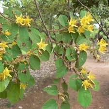 Image result for Grewia monticola