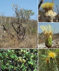 Image result for Pleiotaxis argentea