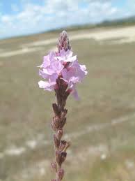 Image result for Verbena officinalis