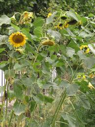 Sebelum itu, mari kita bahas dulu pengertian bunga matahari ya. Sunflower General Feedipedia