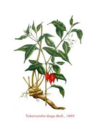 Image result for Tabernanthe