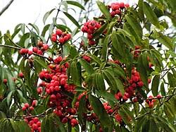 Image result for Symphonia globulifera