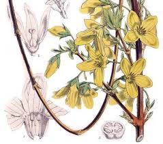 Forsythia Suspensa With Images Honeysuckle Flower