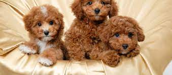 The bolonoodle usually has a toy poodle parent, but can also have a standard poodle parent that's on the smaller side. Poodle Puppies For Sale Fancy Puppy