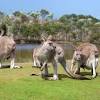 Today the aph family includes veterinarians of the flatwater veterinary group. 1