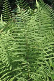 Image result for Christella hispidula